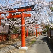 神社の赤い鳥居と桜とのコラボ