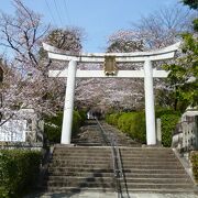 参道の階段に咲いている桜