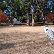 野生のサギ