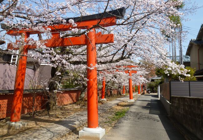 神社の赤い鳥居と桜とのコラボ