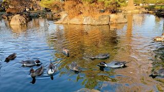 市民の憩いの場。　カモがたくさんいました。