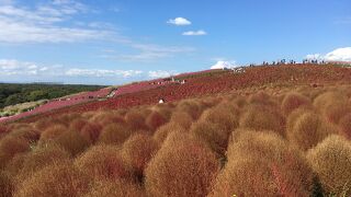 国営ひたち海浜公園