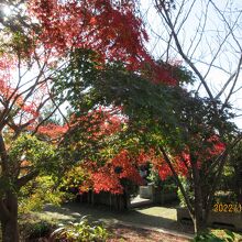 長勝寺（ちょうしょうじ）：紅葉