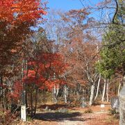 綺麗な紅葉を楽しめました