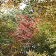 愛犬と一緒に紅葉を楽しめます♪