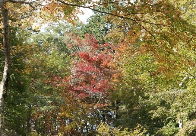 愛犬と一緒に紅葉を楽しめます♪