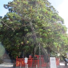 御神木である綾杉