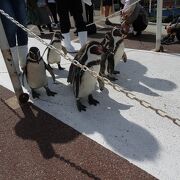 規模は小さいですが、楽しい水族館です。