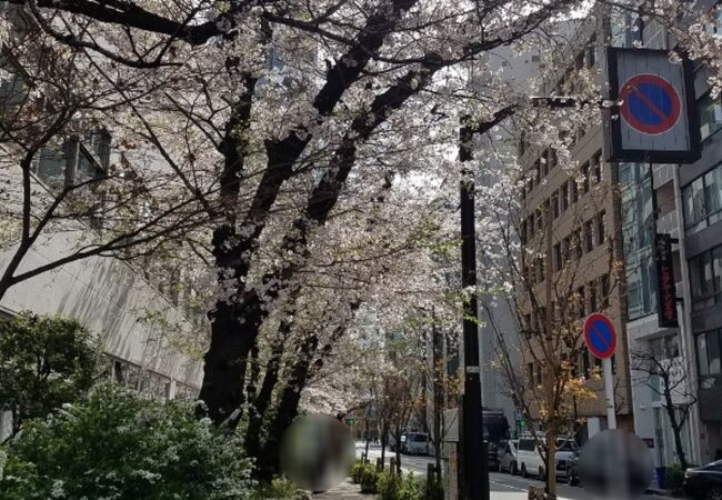 柳の次は桜