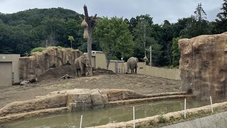 朝早いと動物たちは中にいます