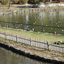 千葉公園綿打池の鴨