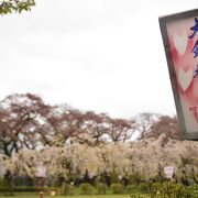 4月から5月にかけて行われる桜のイベント