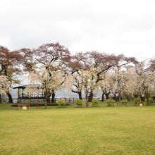 桂城公園の桜