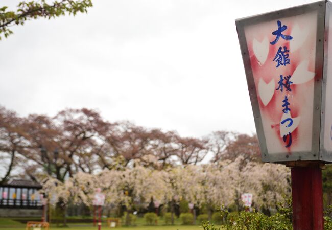 大館桜まつり