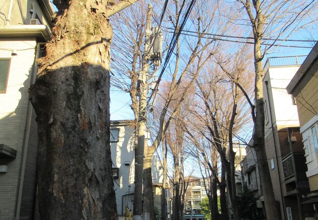 鬼子母神参道に植えられています