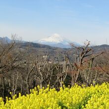 菜の花と富士山