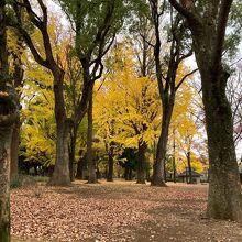 あたり一面黄色の世界