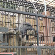 無料で楽しめる動物園