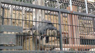 無料で楽しめる動物園