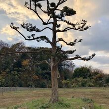 志賀島にあった木　日が暮れてきた