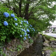 6月の紫陽花