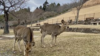 若草山と鹿の風景