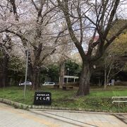 大和市役所前の桜がきれいでした