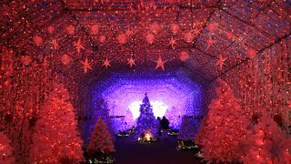 光のトンネル、ツリーの森