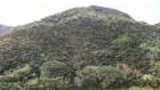 南国らしい景色