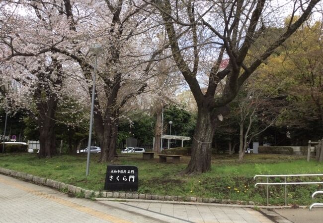 大和市役所前の桜がきれいでした