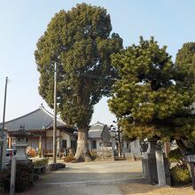 三門をくぐると、すぐに大きな楠木が見えます。