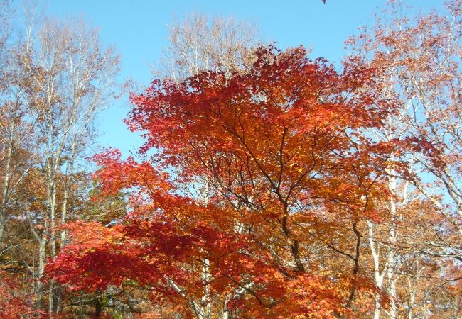 素晴らしい紅葉風景