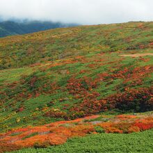紅葉のパッチワーク