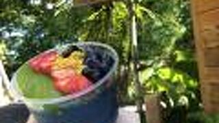 ブルーマジックボウル！！