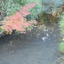 川面に浮かぶ紅葉