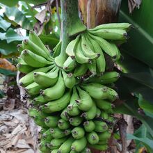 農園のバナナ