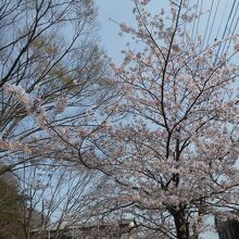 権現山公園の桜