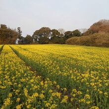 権現山公園付近の風景