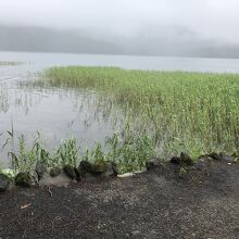 マリモ観察センターの湖岸・葦が綺麗でした