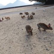 うさぎの沢山いる島