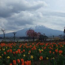 ガーデンと富士山