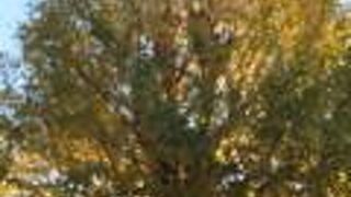 イチョウの黄色い