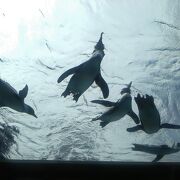 タワマンに囲まれた水族館