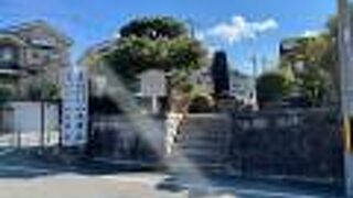 宮本武蔵ゆかりの松