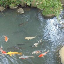 庭園の池　錦鯉が近寄ってきます