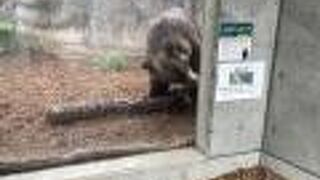 まじかで見れる