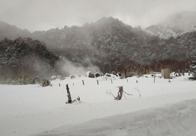 雪の中からモクモク！