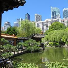 シドニーの街の中に突如として出現した中国庭園と言う趣きです