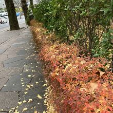 歩道と紅葉とグリーンの対比が美しい