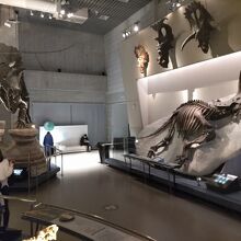 地球館の恐竜骨格展示